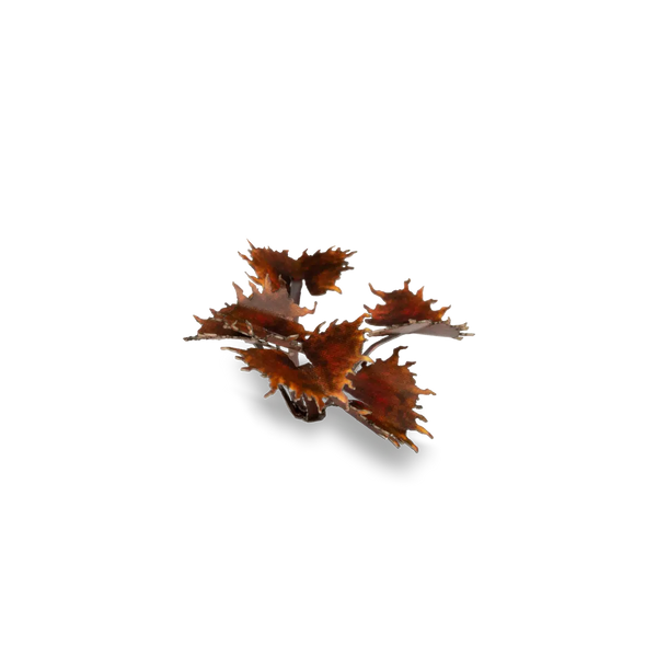 Laser Plants -  Alien Flytrap